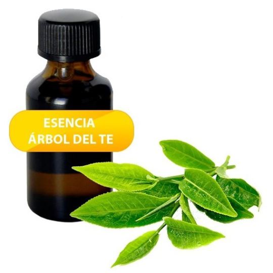 Olio Essenziale Dell'albero del Tè