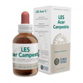 Les 50ml Maple Acer campestris.