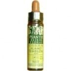 Cerato Plantis n ° 05 10 ml